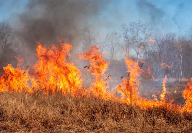 forest-vs-flame-the-fire-museum-maryland